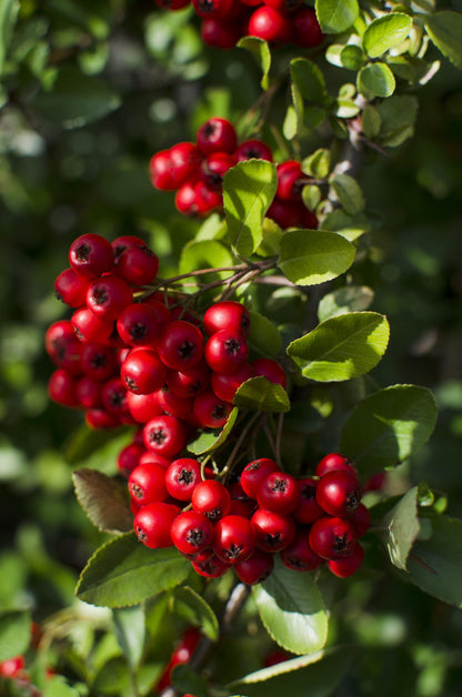 Feuerdorn Red Star – Immergrüner, pflegeleichter Gartenstrauch Ø23cm