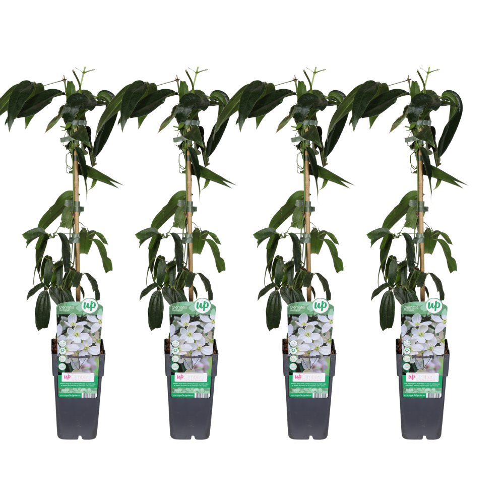 Clematis armandii – Duftende, pflegeleichte Kletterpflanze 4er-Set Ø15cm