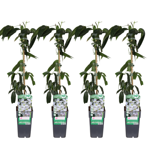 Clematis armandii – Duftende, pflegeleichte Kletterpflanze 4er-Set Ø15cm