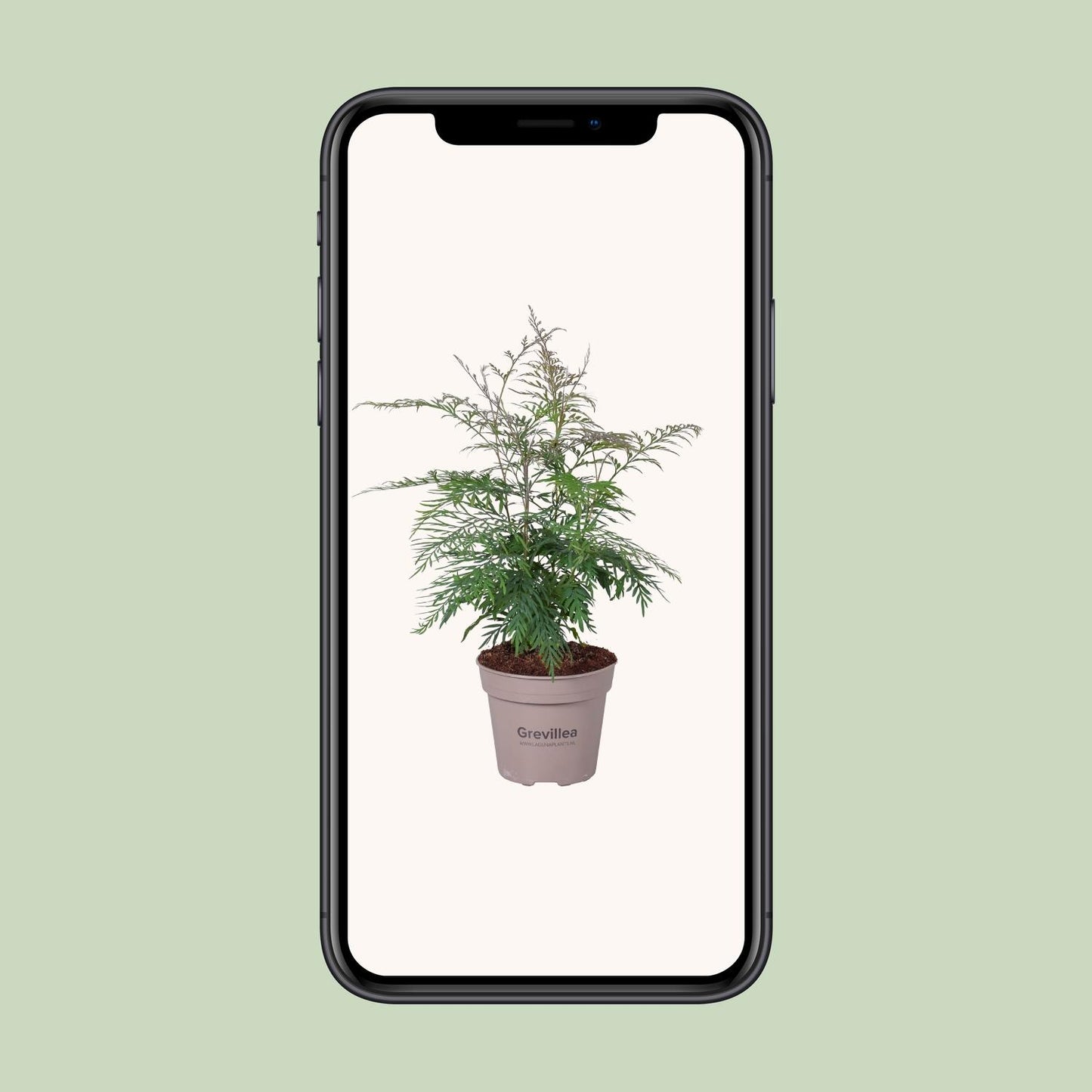 Grevillea Robusta - Pflegeleichter Zimmerbaum Ø15cm