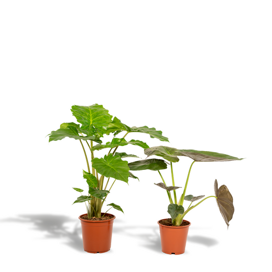 Alocasia Wentii & Portodora – Tropisches Zimmerpflanzen-Set Ø19-21cm