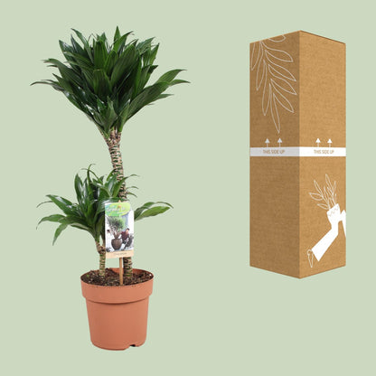 Dracaena Compacta – Kompakte & pflegeleichte Zimmerpflanze Ø17cm