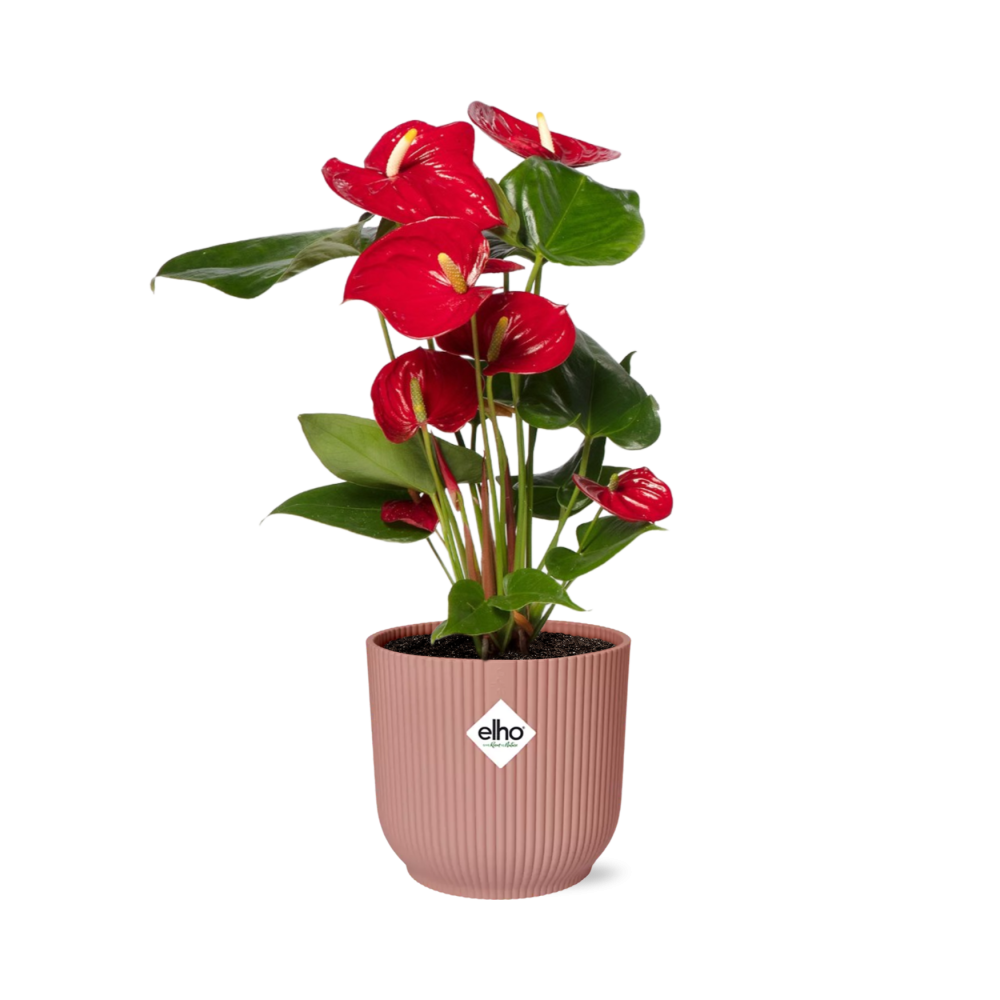 Anthurium Red 12cm in ELHO Vibes Fold 14cm rosa – Tropische Eleganz für Ihr Zuhause