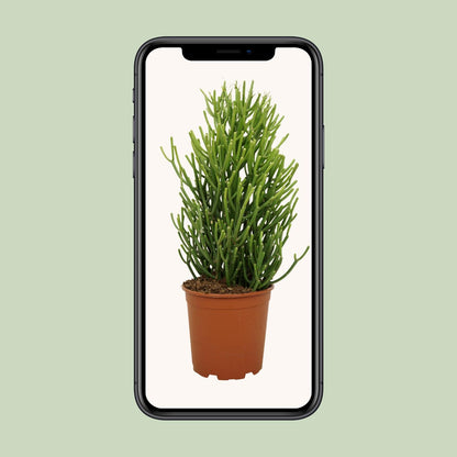 Bleistiftstrauch (Euphorbia) Ø21cm, 60cm hoch, pflegeleicht