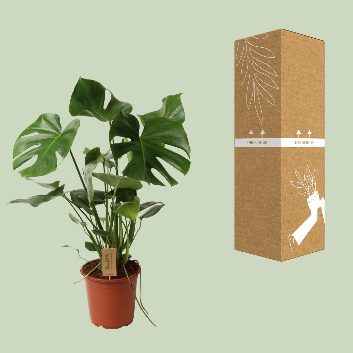 Monstera Deliciosa – Tropisches Fensterblatt 60 cm