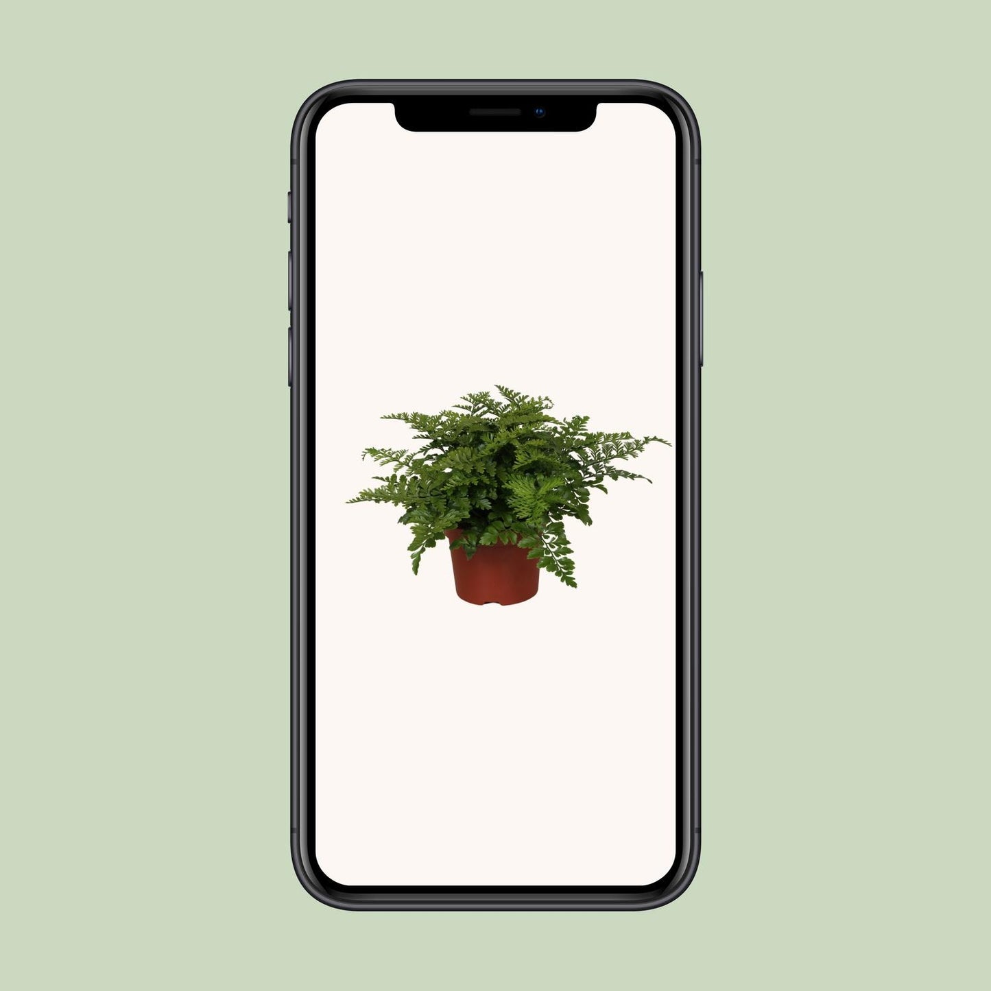 Asplenium Parvati – Pflegeleichter Spleenwort Farn Ø12cm