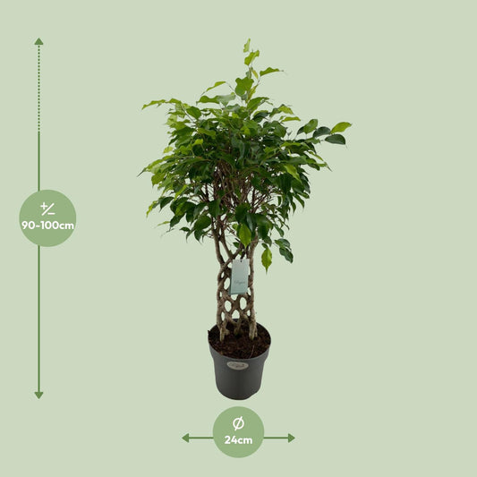Birkenfeige 'Exotica' – Tropische Zimmerpflanze Ø24cm, 100cm hoch