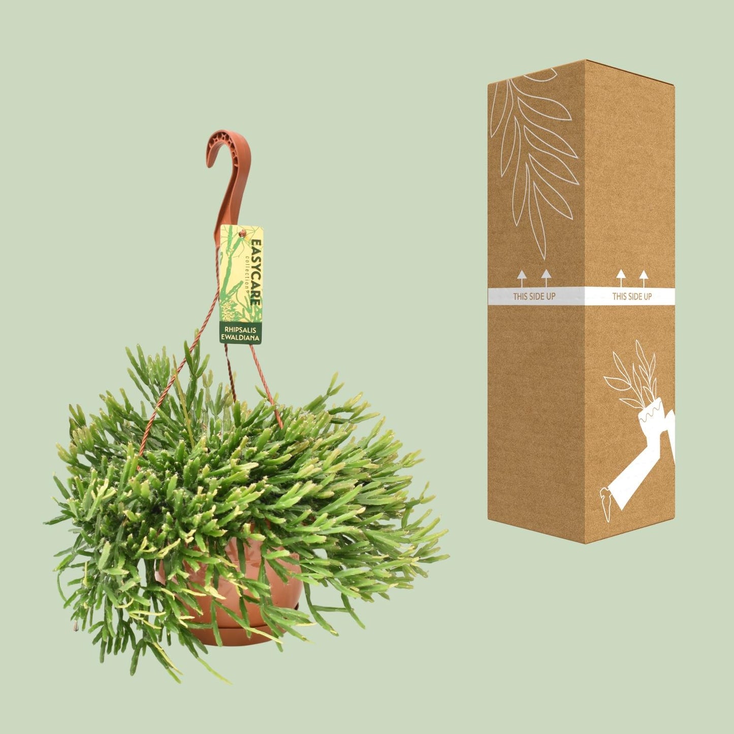 Rhipsalis Ewaldiana – Pflegeleichte Hängepflanze Ø17 cm