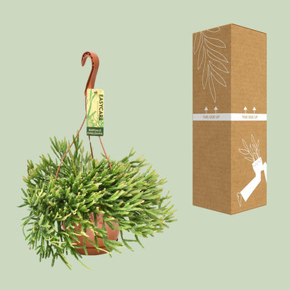 Rhipsalis Ewaldiana – Pflegeleichte Hängepflanze Ø17 cm