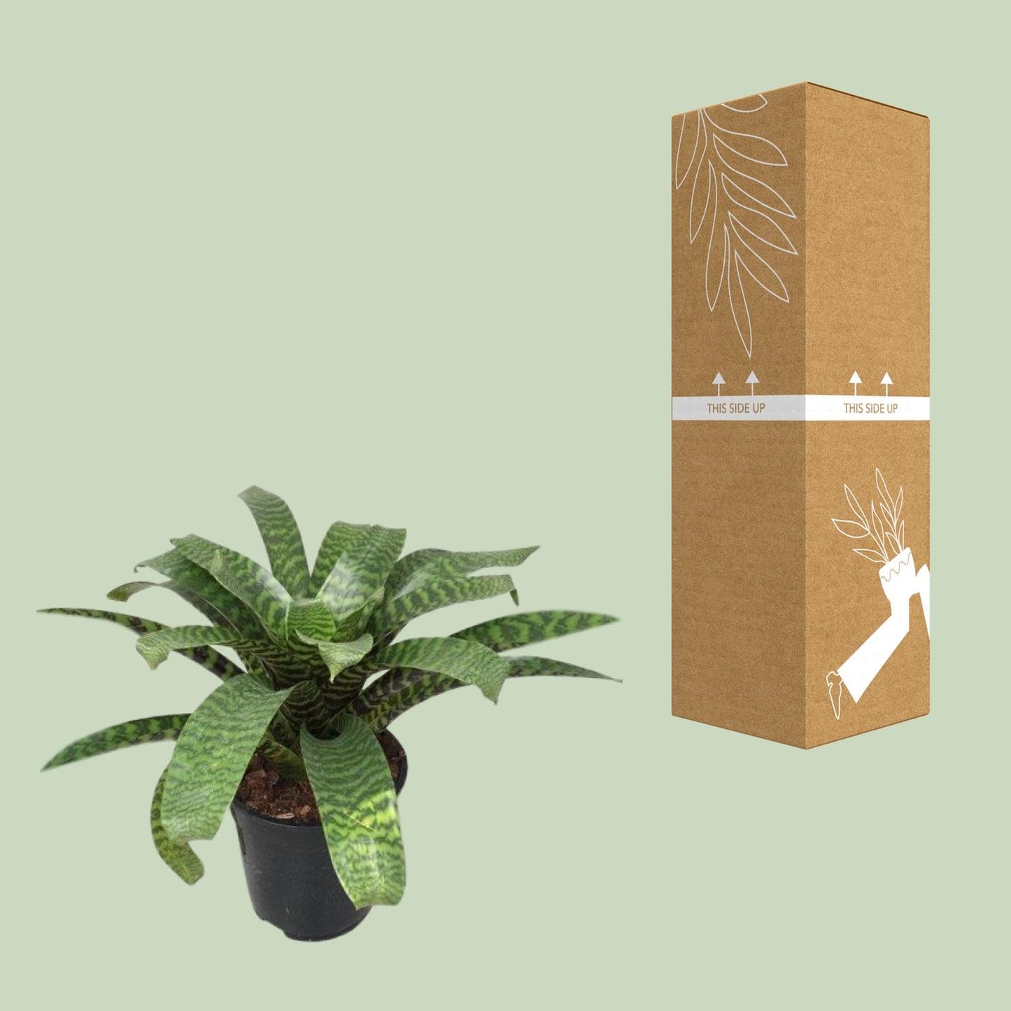 Vriesea Hieroglyphica – Exotische pflegeleichte Zimmerpflanze Ø19cm