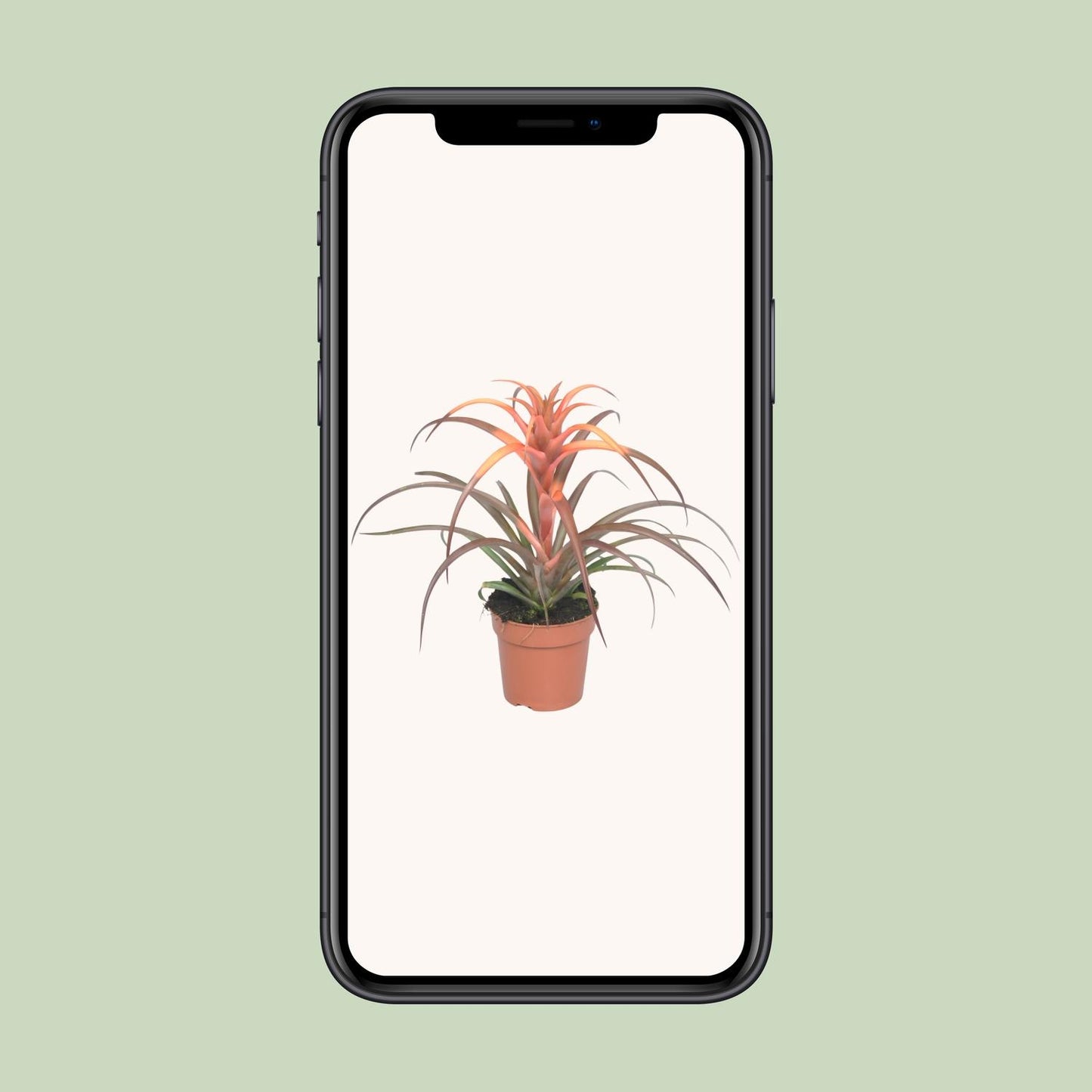 Tillandsia Capitata – pflegeleichte Luftpflanze Ø12cm