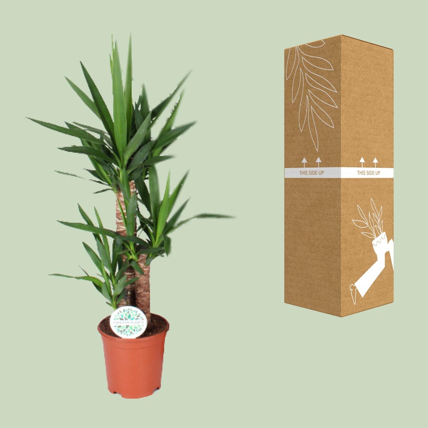 Yucca Zimmerpflanze Ø21cm, 90cm hoch – Pflegeleicht & Elegant