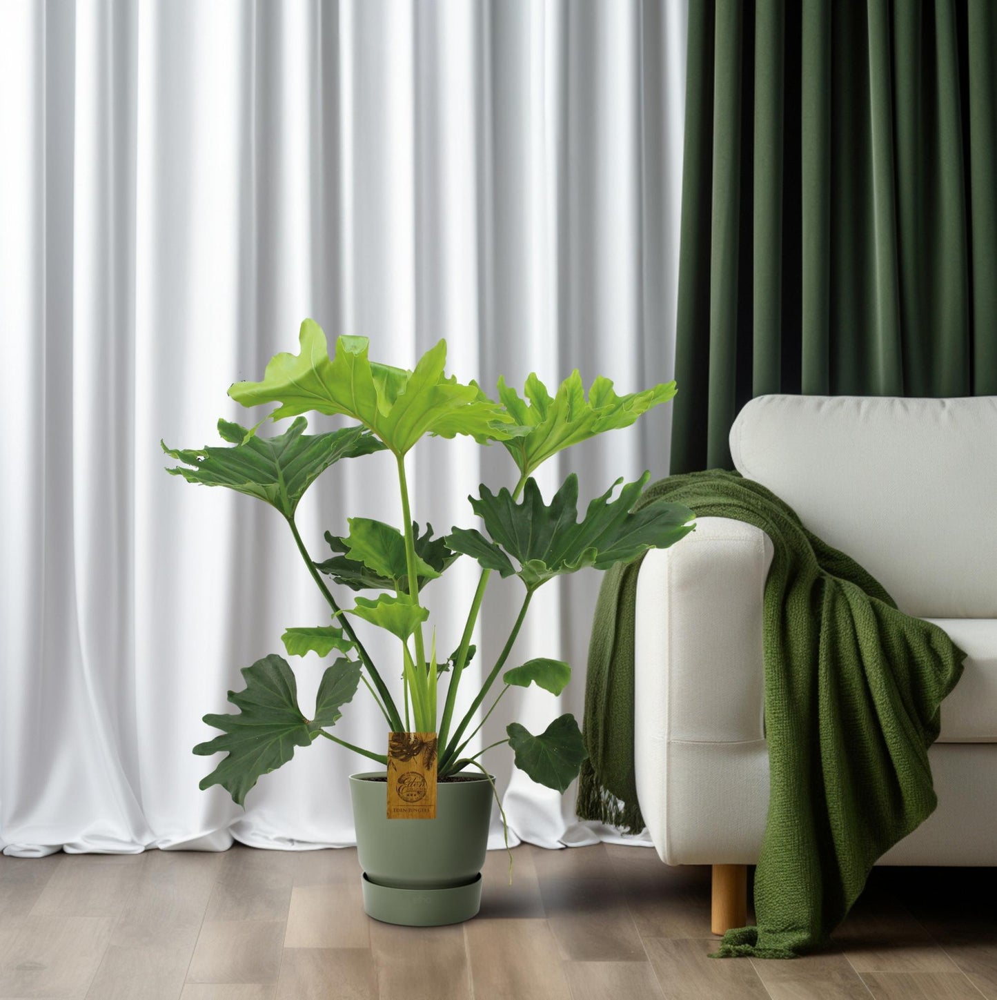 Philodendron Selloum Elefantiana – Pflegeleichte Zimmerpflanze Ø21cm