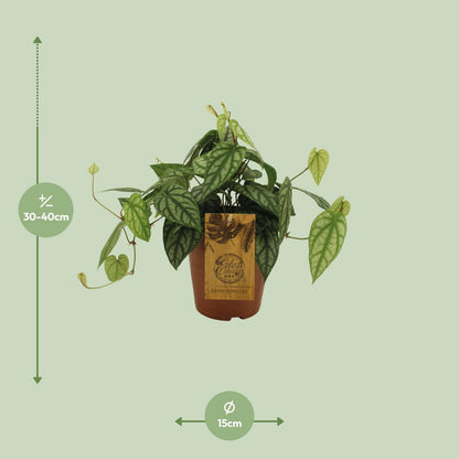 Piper Sylcaticum – Pflegeleichte Trendpflanze Ø15cm