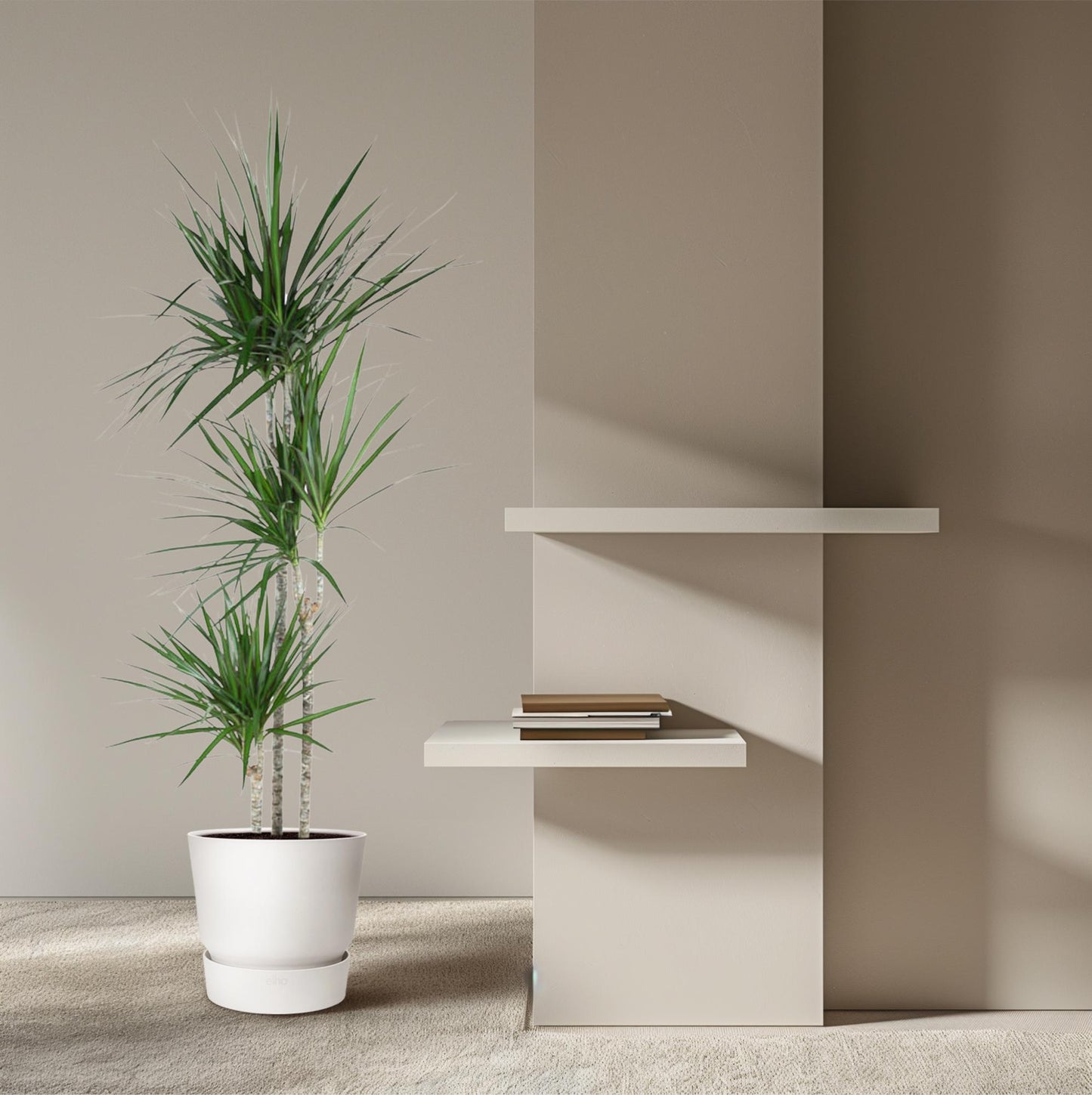 Dracaena Marginata – 160 cm – Pflegeleichte Zimmerpflanze