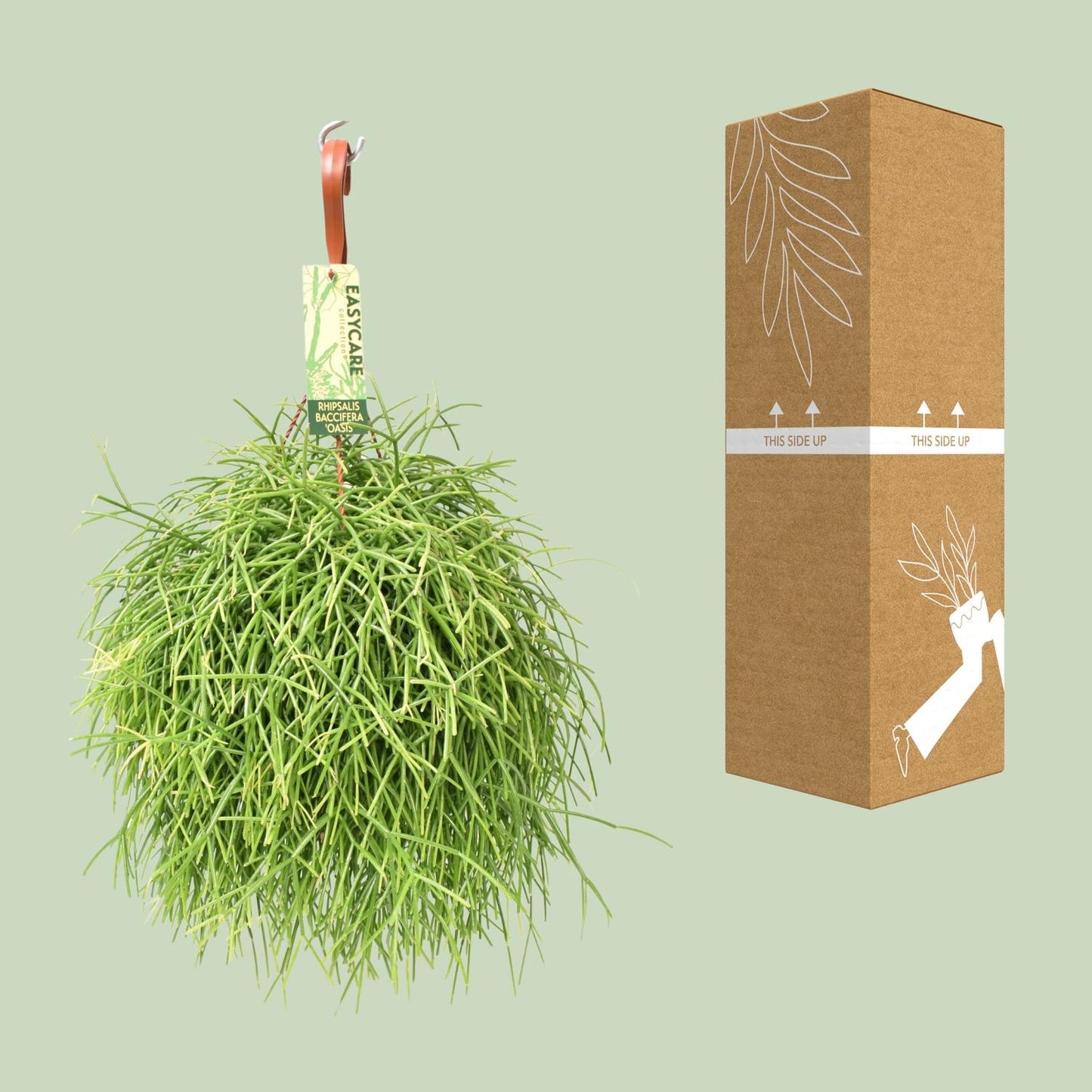Rhipsalis Baccifera Oasis – Pflegeleichte Zimmerpflanze Ø17 cm