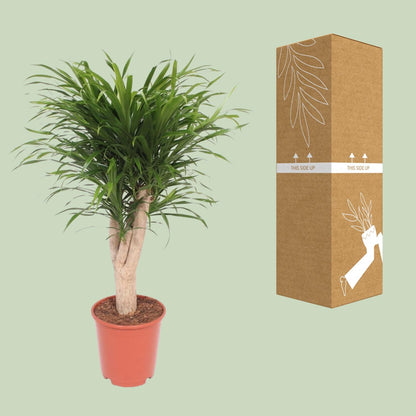 Drachenbaum Anita – Ø24 cm, bis 100 cm, pflegeleicht