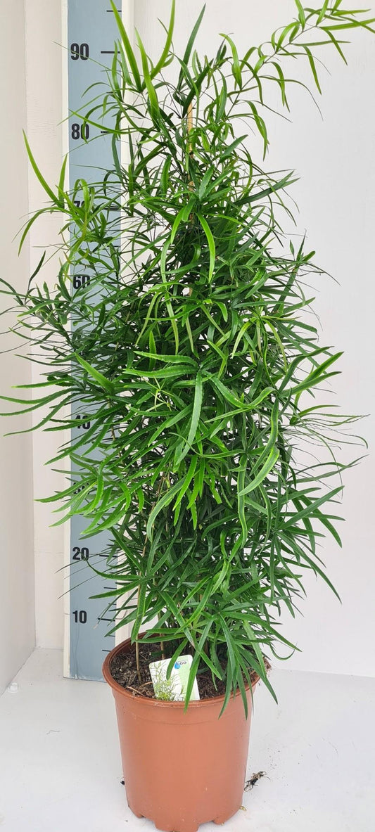 Sichelspargel – Pflegeleichte, elegante Zimmerpflanze