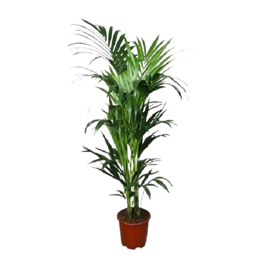 Howea forsteriana – Kentia-Palme Ø24cm, 150cm hoch