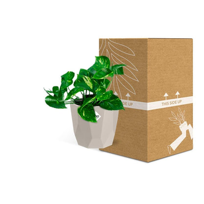 Epipremnum Pinnatum ‘Aureum’ in ELHO b.for rock 14 cm warm grey