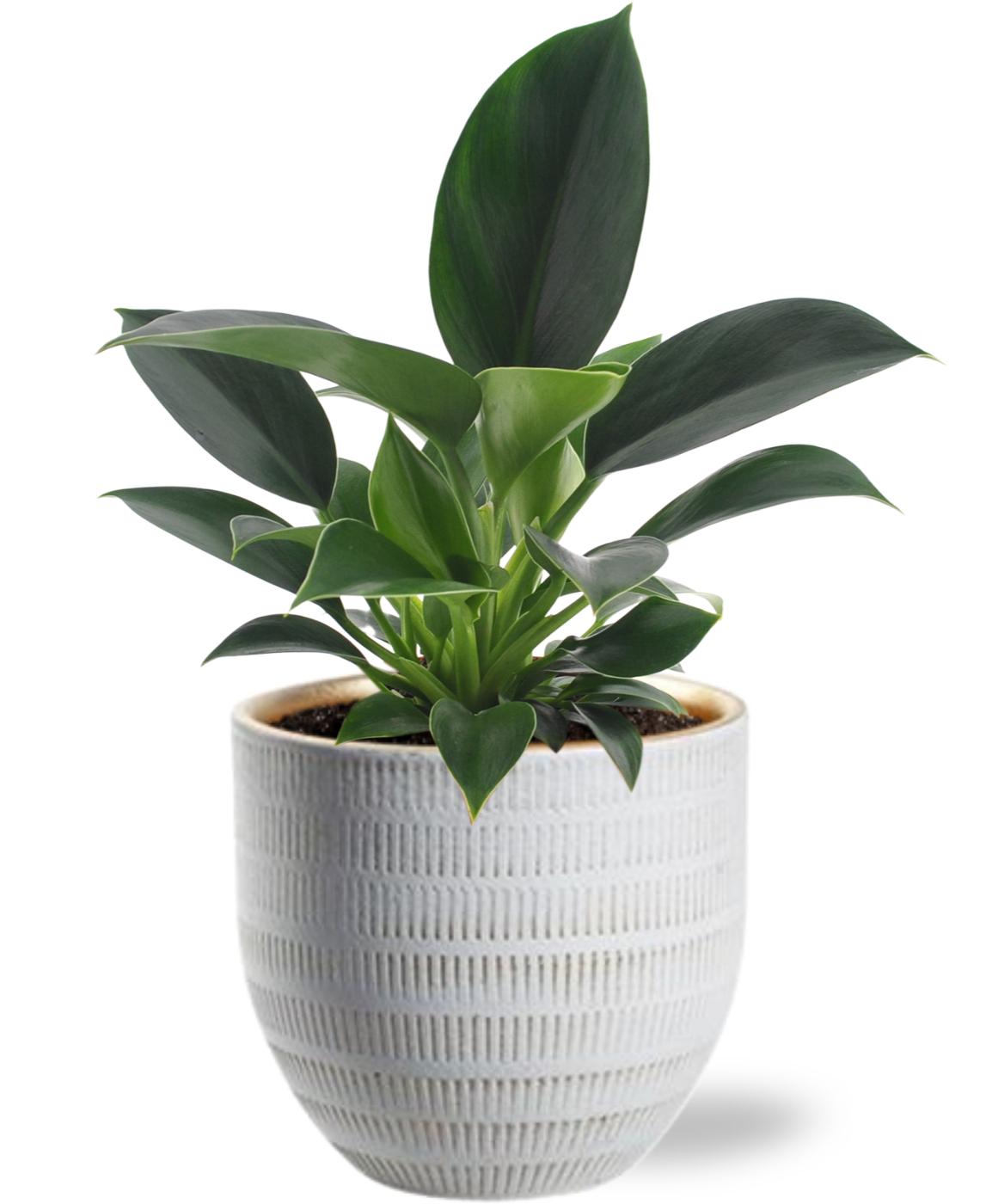 Philodendron Green Princess mit weißem Beau Pot Ø14 cm
