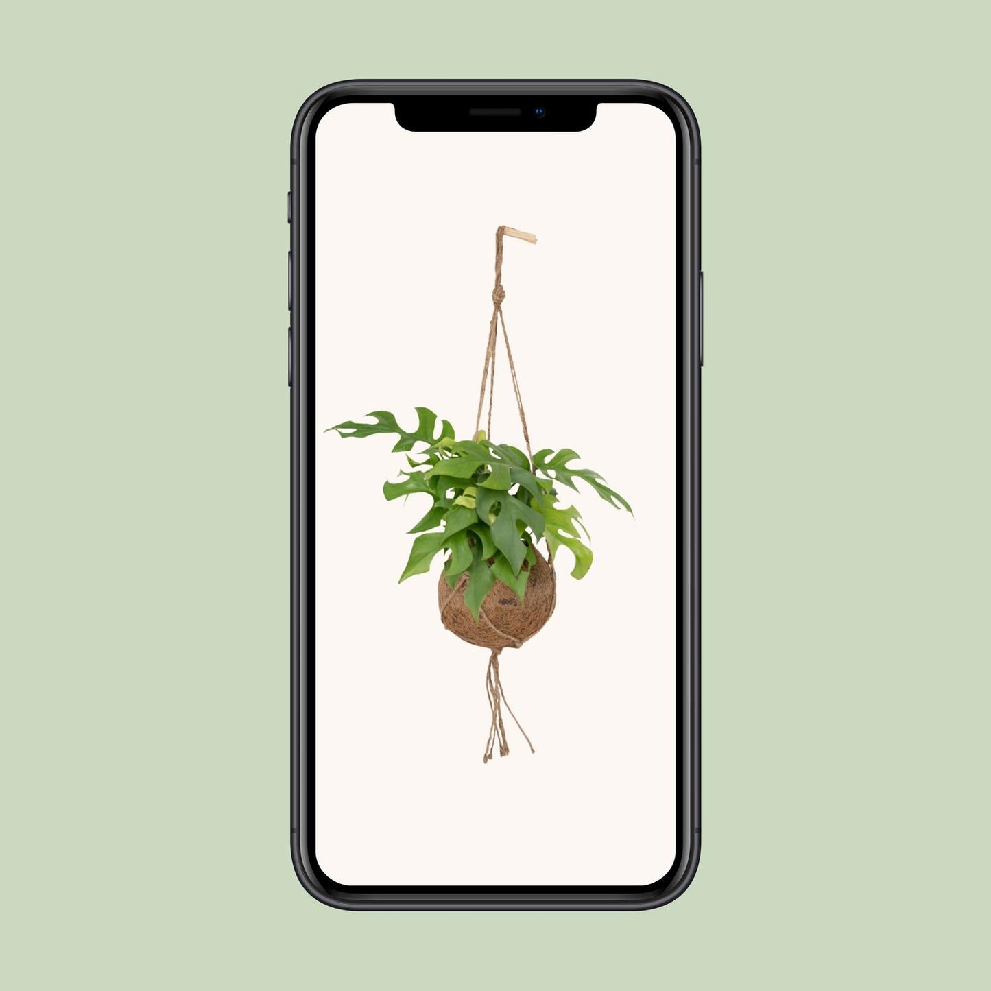 Kokedama Monstera Minima – Pflegeleichte Lochpflanze Ø15cm