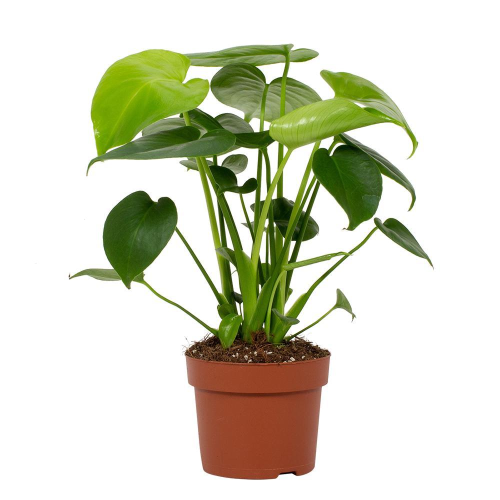 Monstera Deliciosa Tauerii – Pflegeleichte Trendpflanze Ø12cm