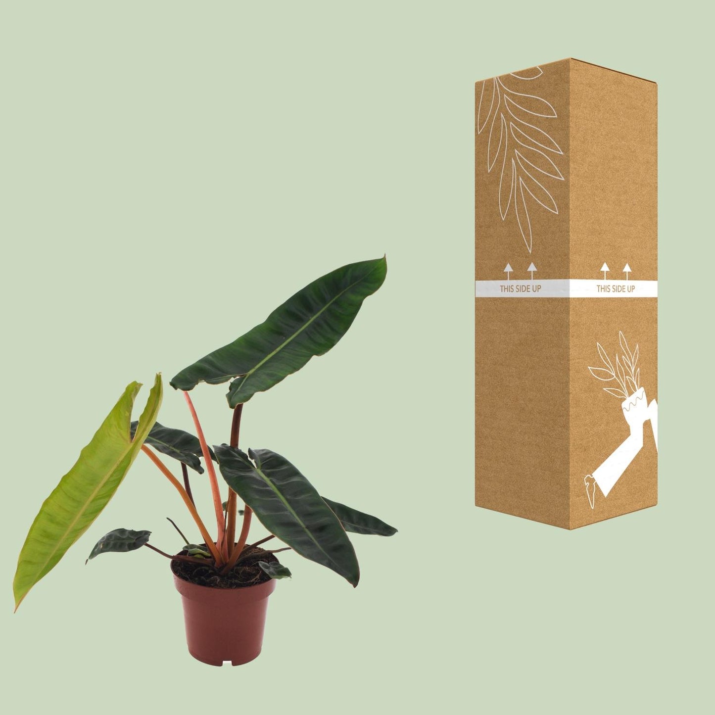Philodendron Billietiae – Pflegeleichte Zimmerpflanze Ø12cm
