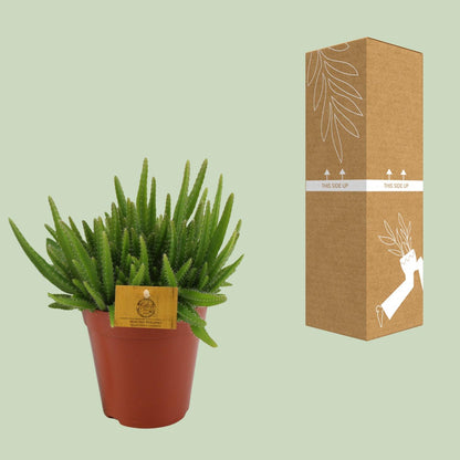 Hylocereus Undatus Kaktus Ø15cm, 20cm hoch – Pflegeleicht & Modern