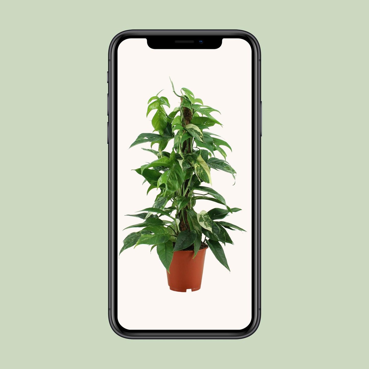 Epipremnum Pinnatum Variegata – Goldener Efeu Ø19cm