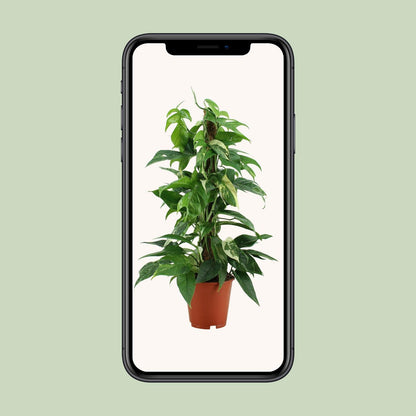 Epipremnum Pinnatum Variegata – Goldener Efeu Ø19cm