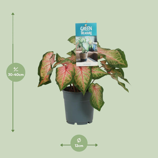 Caladium Roze – Pflegeleichte Engelstrompete Ø12cm, 35cm hoch