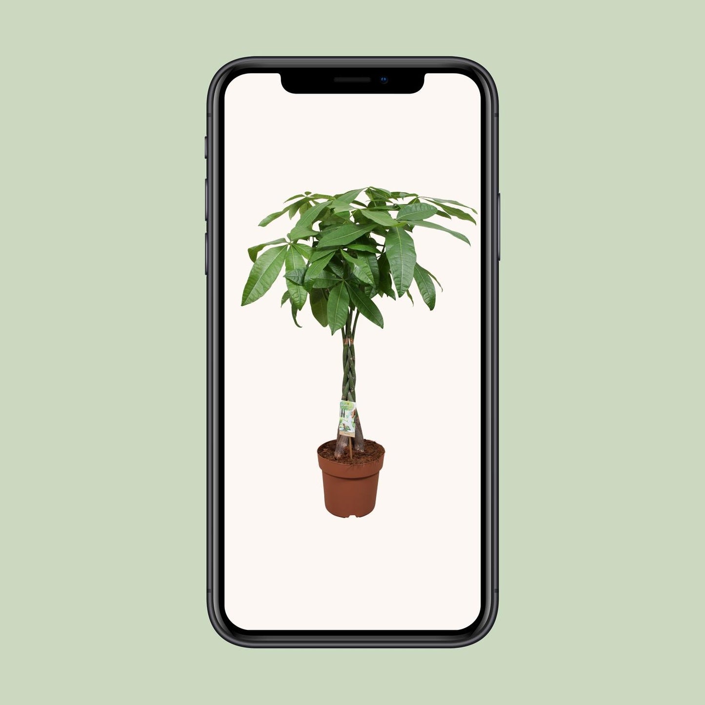 Pachira Aquatica – Pflegeleichte Zimmerpflanze Ø24cm