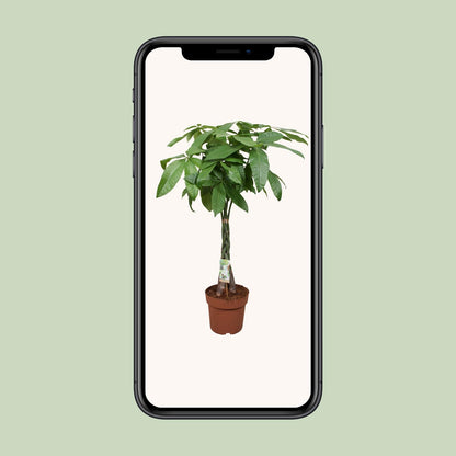 Pachira Aquatica – Pflegeleichte Zimmerpflanze Ø24cm