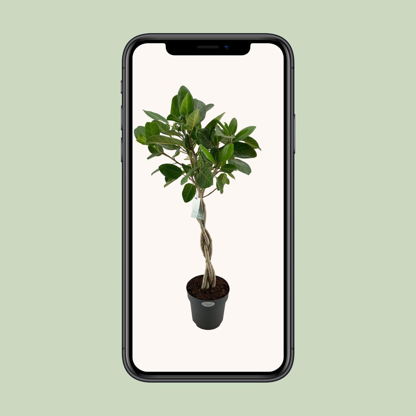 Ficus Benghalensis Audrey – Pflegeleichter XXL-Baum Ø27cm