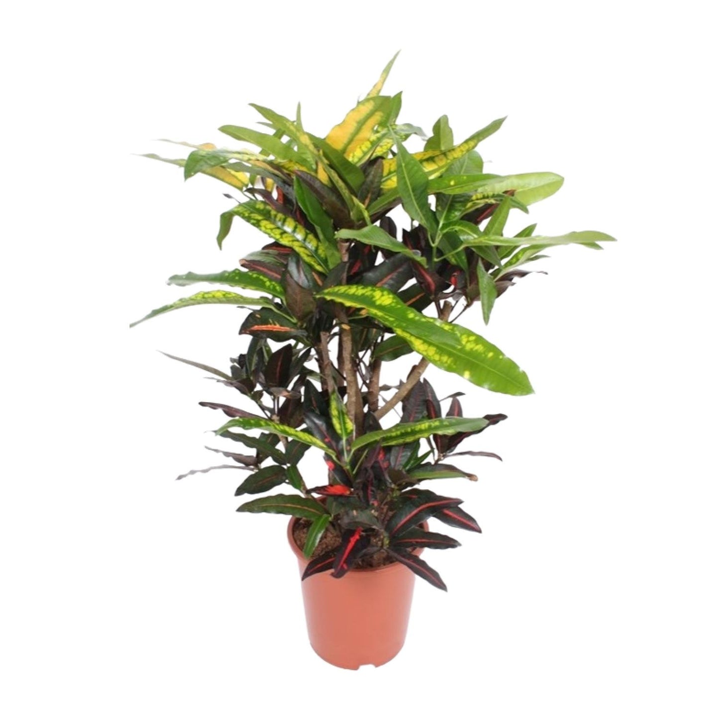 Codiaeum Mango (Croton) – Farbstarke Zimmerpflanze Ø27cm