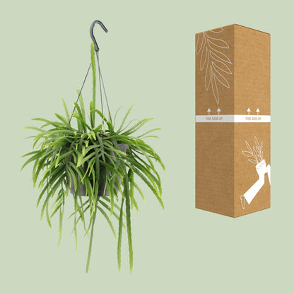 Lepismium Bolivianum – Pflegeleichter epiphytischer Kaktus Ø17cm