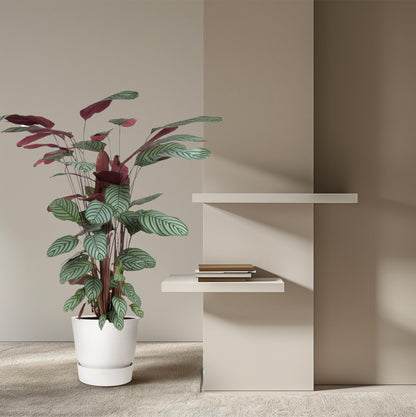 Calathea Oppenheimiana – pflegeleichte Zimmerpflanze 130 cm