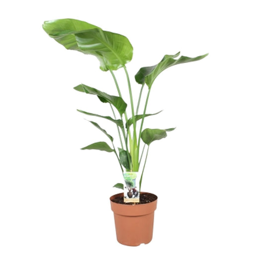 Strelitzia Nicolai – Exotische Paradiesvogelblume Ø21cm