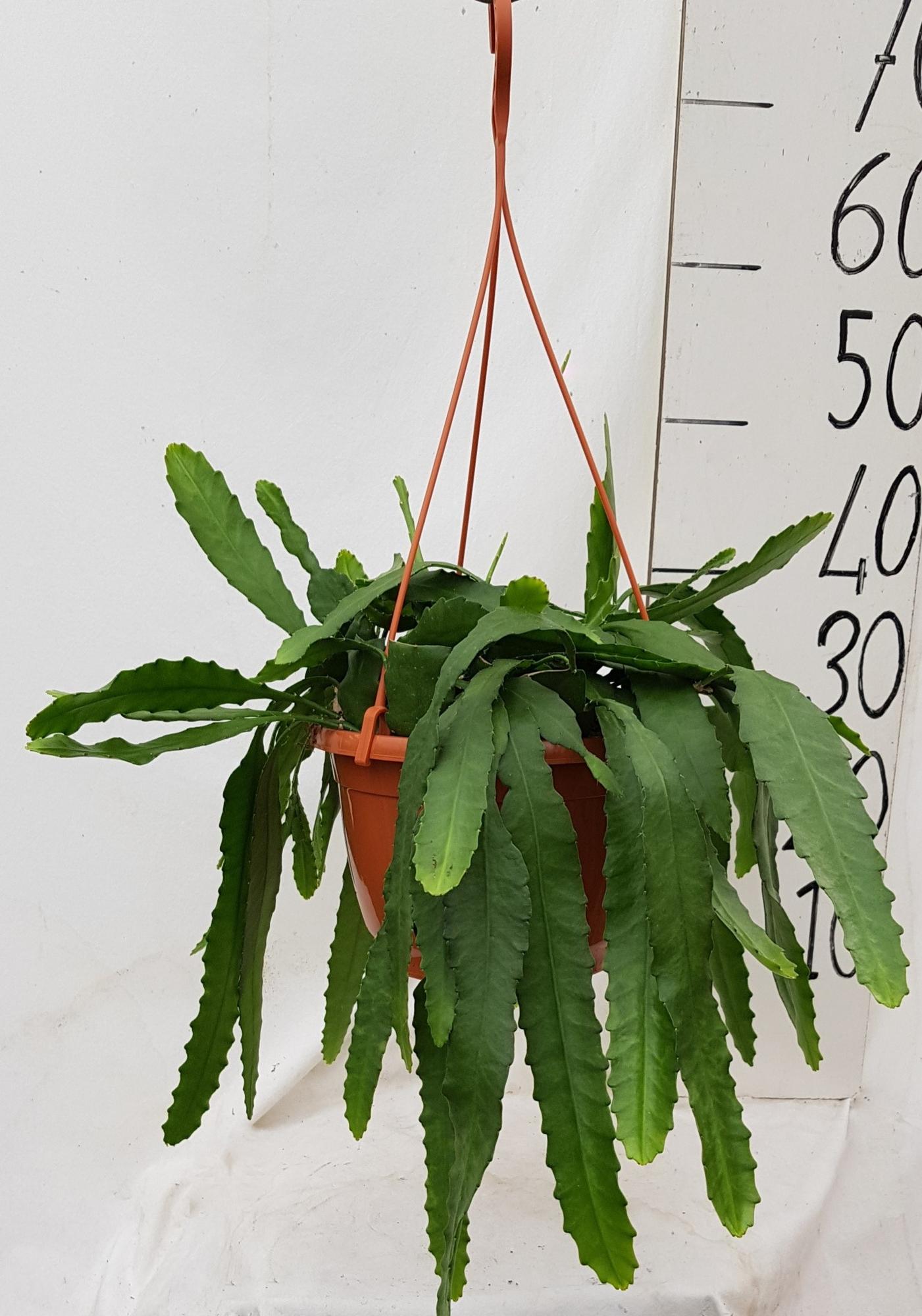 Lepismium Houletianum – Pflegeleichte Hängepflanze Ø20cm