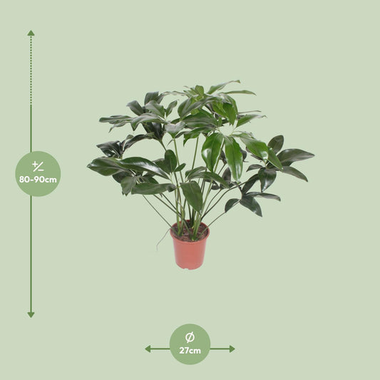 Philodendron Green Wonder – Pflegeleichte Zimmerpflanze 90 cm