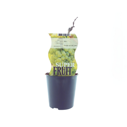 Vitis Vroege Van Der Laan – Weiße Traube Ø12cm