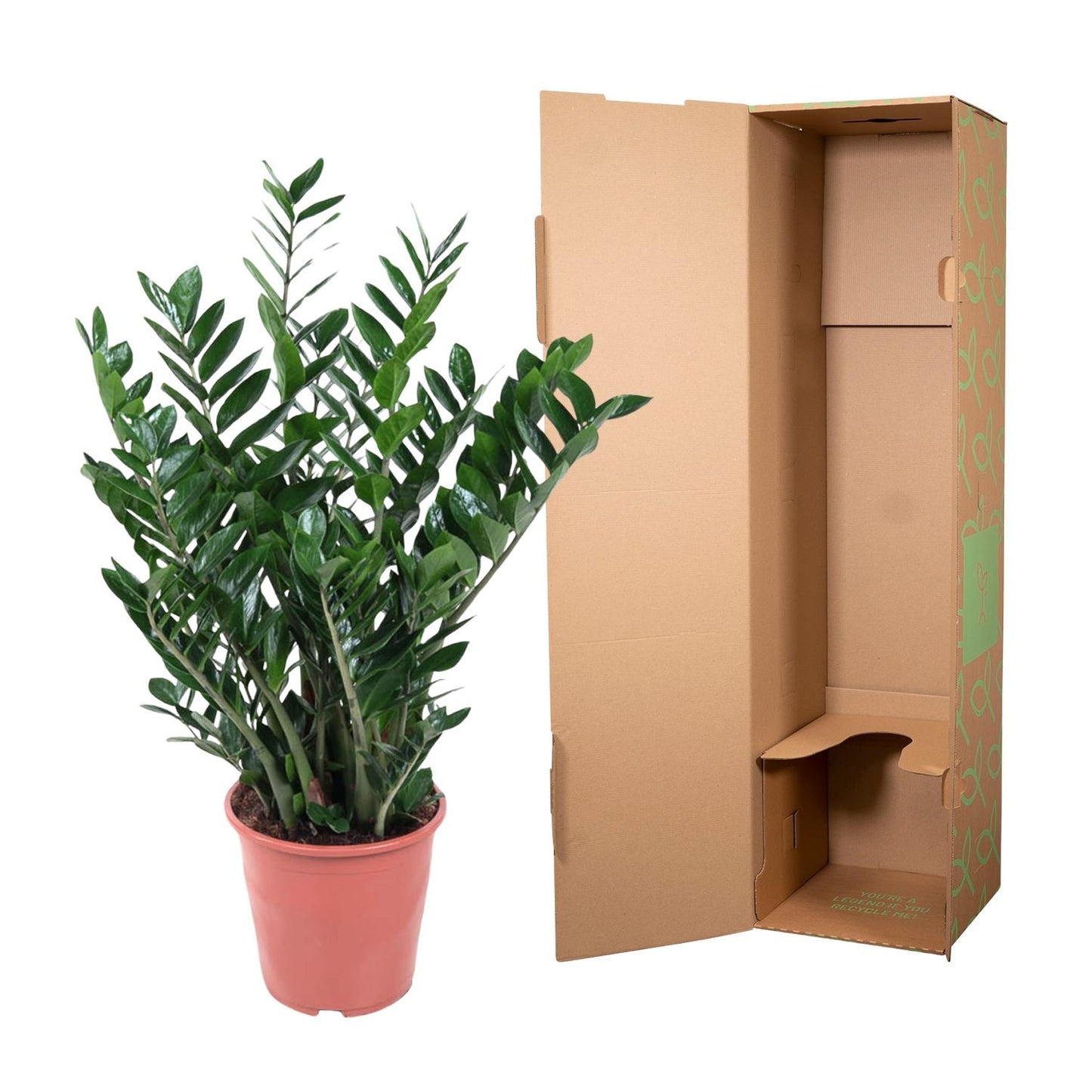 Zamioculcas Zamiifolia – Pflegeleichte Zimmerpflanze 100 cm