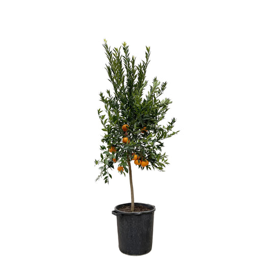 Citrus Mandarino – 200 cm – Ø 40 cm – Duftender Zitrusbaum