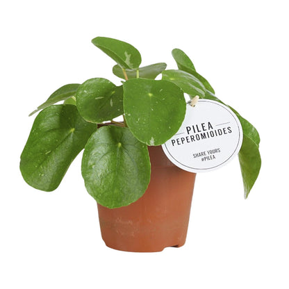 Pilea White Splash – Pflegeleichte Aluminium-Zimmerpflanze Ø13cm