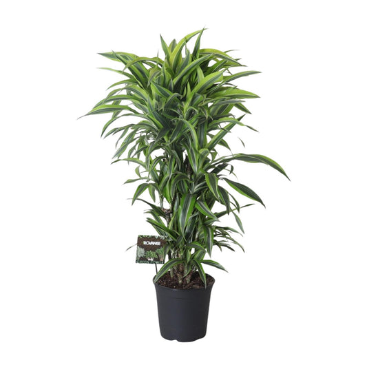 Drachenbaum Lemon Lime – 120 cm pflegeleichte Zimmerpflanze