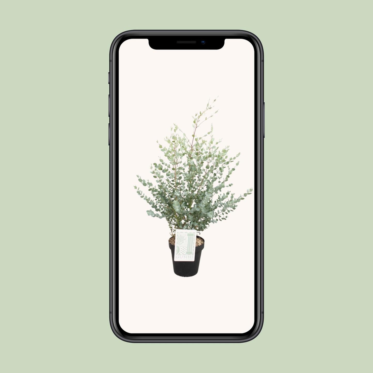Eucalyptus Gunni – Pflegeleichter Zierbaum Ø23cm, 75cm hoch