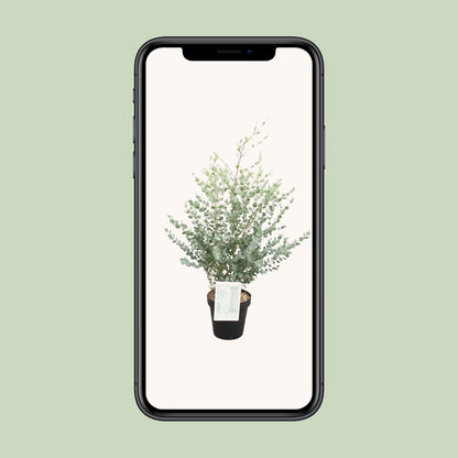 Eucalyptus Gunni – Pflegeleichter Zierbaum Ø23cm, 75cm hoch