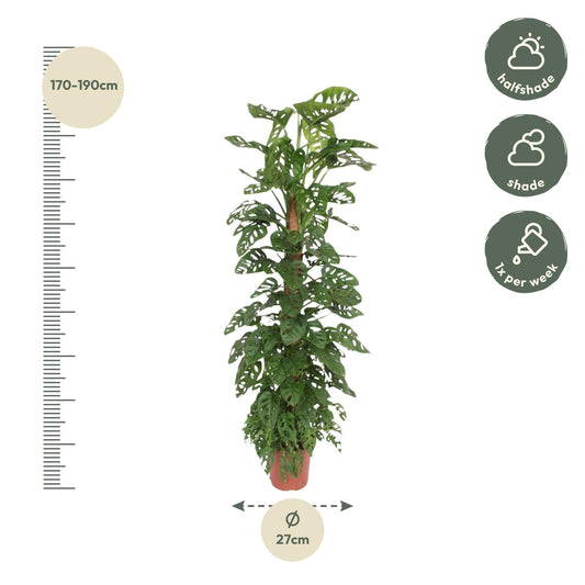 Monstera Monkey Leaf mosstok – XXL Zimmerpflanze 170 cm
