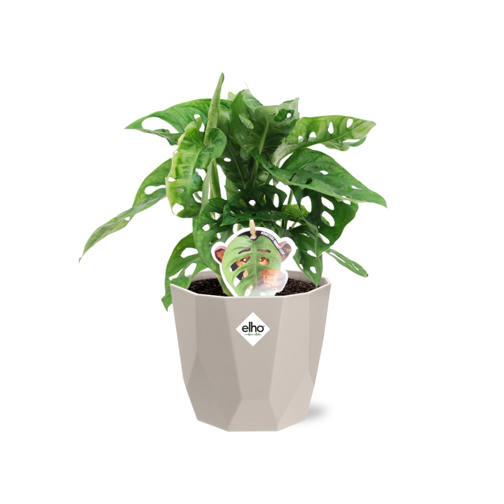 Monstera ‘Monkey Leaf’ in ELHO b.for rock 14 cm warm grey